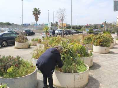 E' iniziato tutto in via Serra, tra San Pasquale e Mungivacca, dove notando delle grosse fioriere circolari pens� cos� di chiedere al gestore di un supermercato se potessi ripiantarci l'aloe